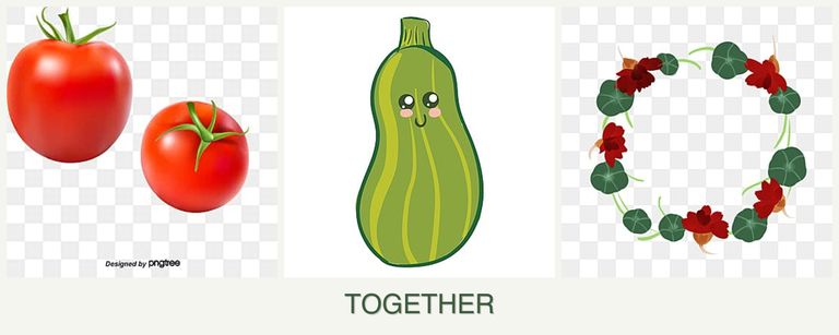 Can you plant tomatoes, zucchini and nasturtiums together?