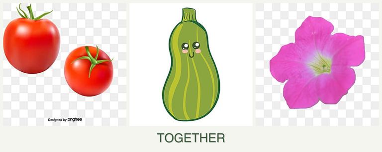 Can you plant tomatoes, zucchini and petunias together?