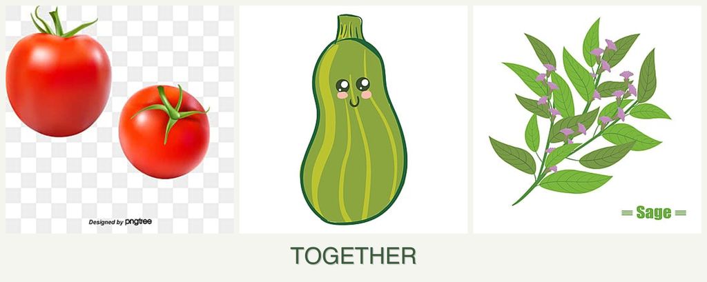 Can you plant tomatoes, zucchini and sage together?