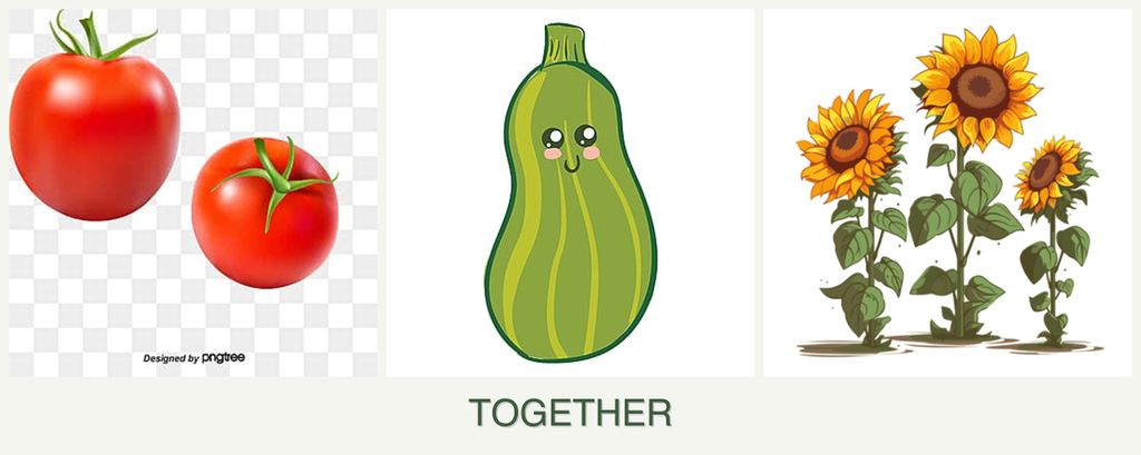 Can you plant tomatoes, zucchini and sunflowers together?