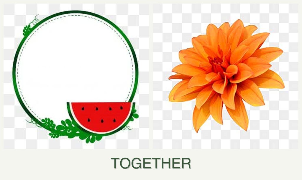 Can you plant watermelons and dahlias together?