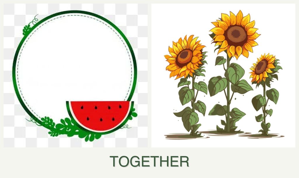 Can you plant watermelons and sunflowers together?