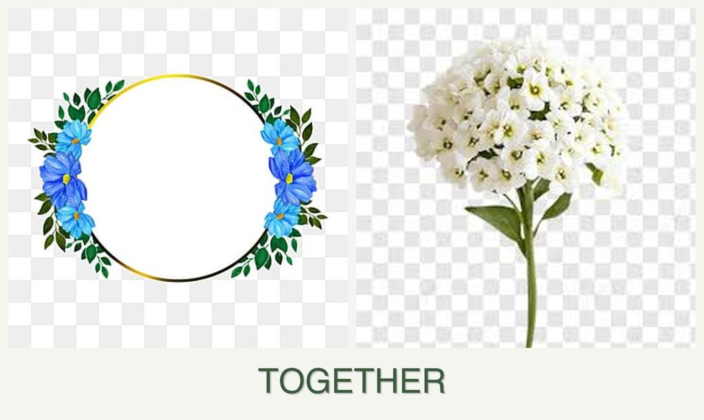 Can you plant zinnias and alyssum together?