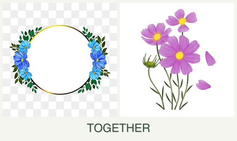 Can you plant zinnias and cosmos together?