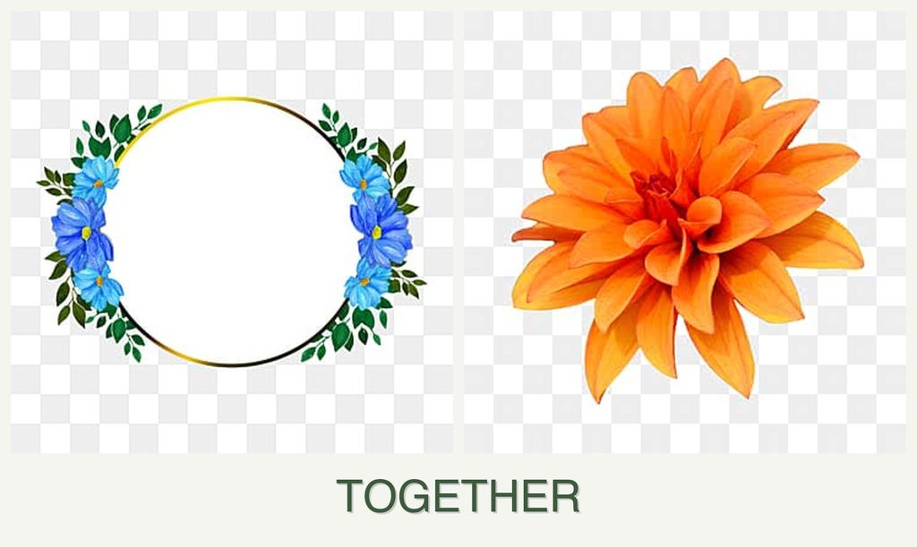 Can you plant zinnias and dahlias together?