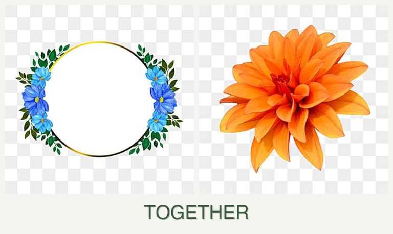 Can you plant zinnias and dahlias together?