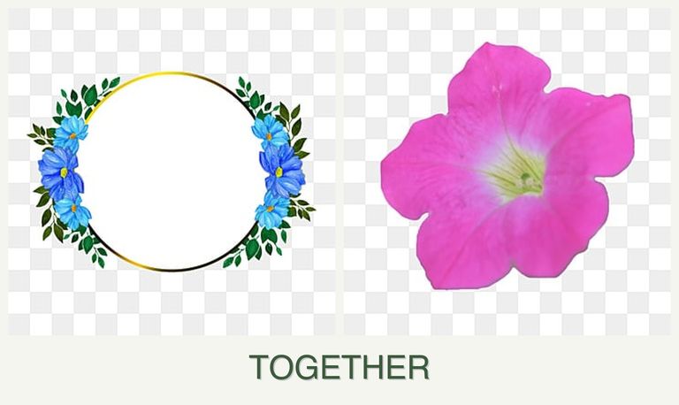 Can you plant zinnias and petunias together?