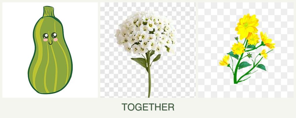 Can you plant zucchini, alyssum and calendula together?