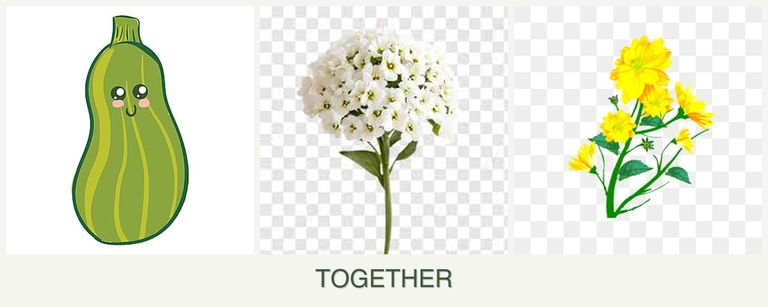 Can you plant zucchini, alyssum and calendula together?