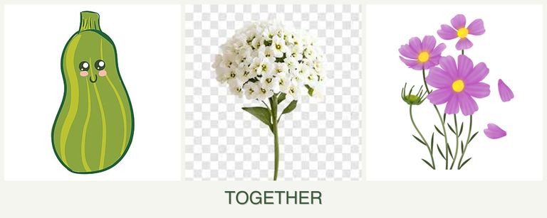Can you plant zucchini, alyssum and cosmos together?