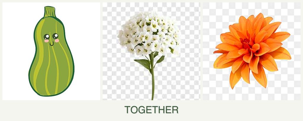 Can you plant zucchini, alyssum and dahlias together?