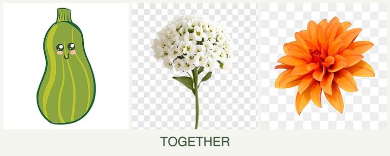 Can you plant zucchini, alyssum and dahlias together?