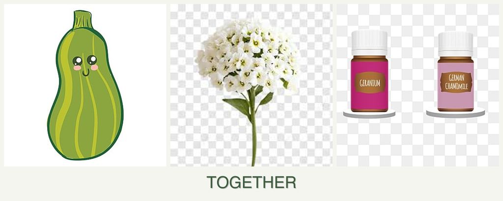 Can you plant zucchini, alyssum and geraniums together?