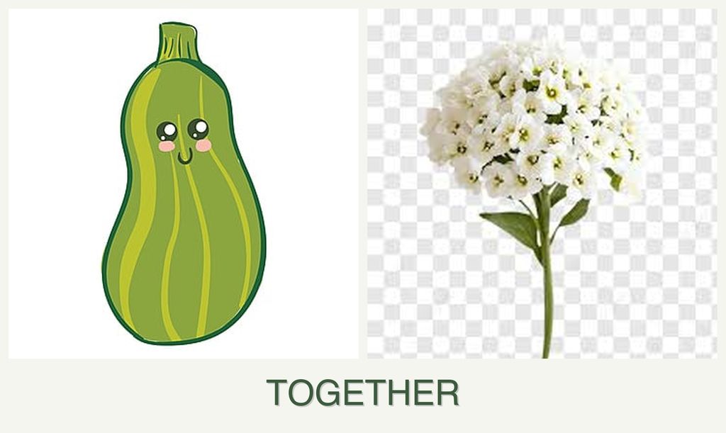 Can you plant zucchini and alyssum together?