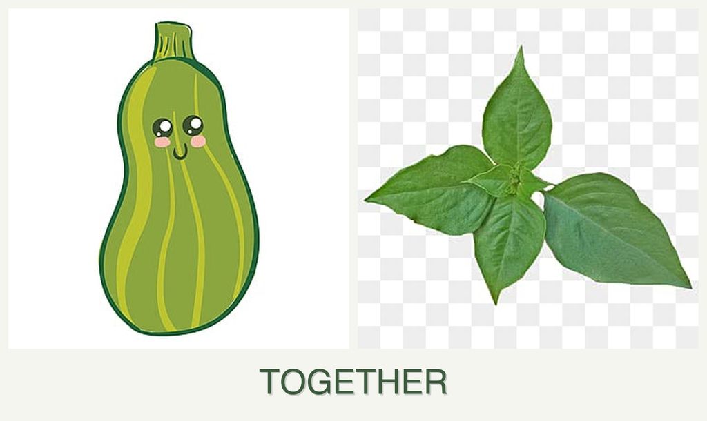 Can you plant zucchini and basil together?