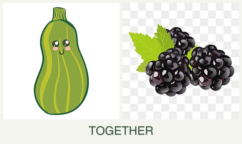Can you plant zucchini and blackberries together?