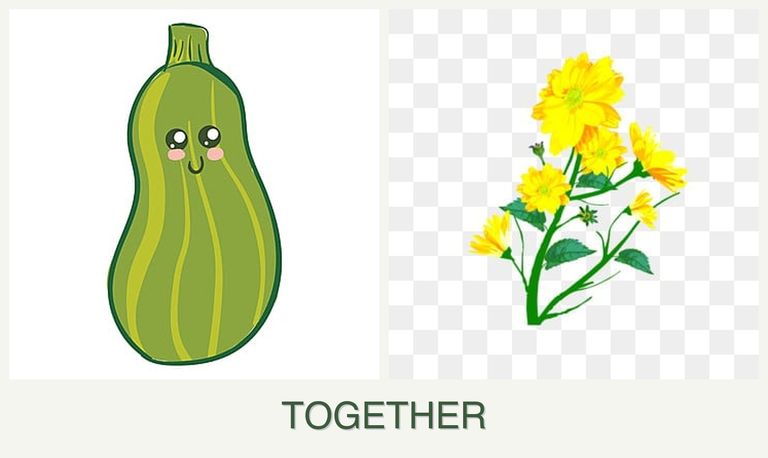 Can you plant zucchini and calendula together?