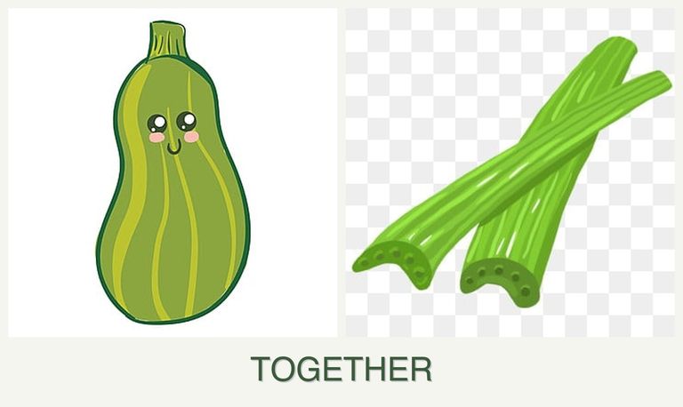 Can you plant zucchini and celery together?