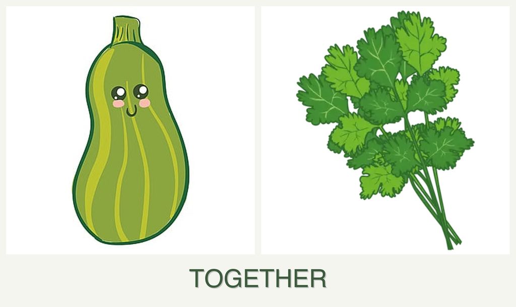 Can you plant zucchini and cilantro together?