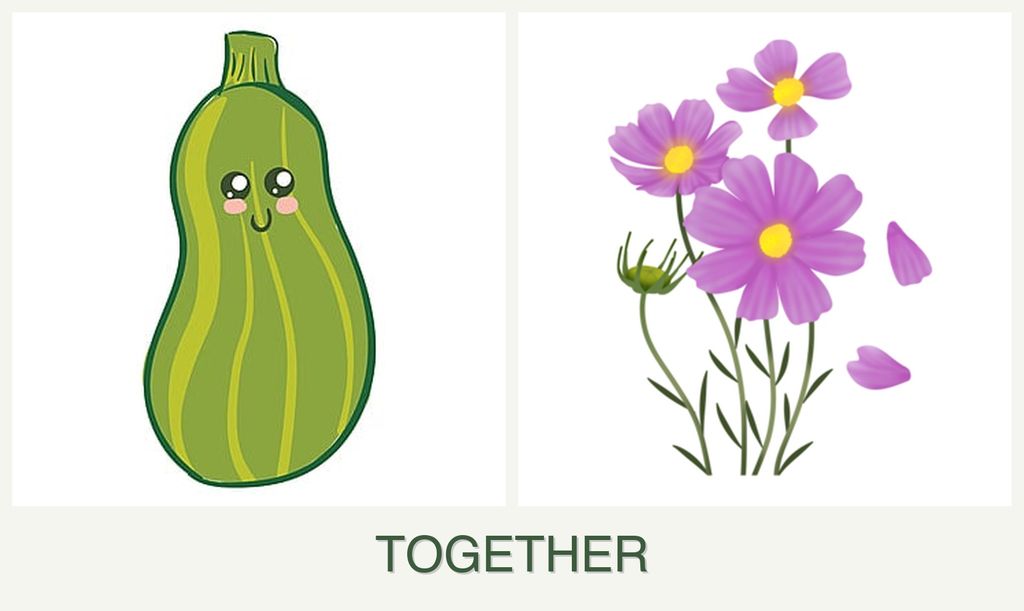 Can you plant zucchini and cosmos together?