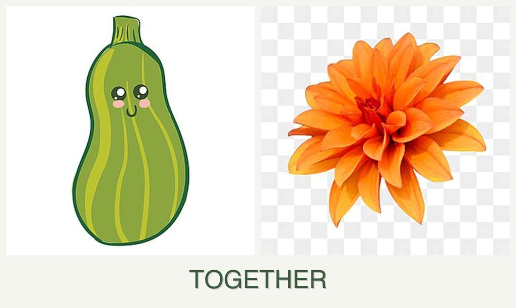 Can you plant zucchini and dahlias together?