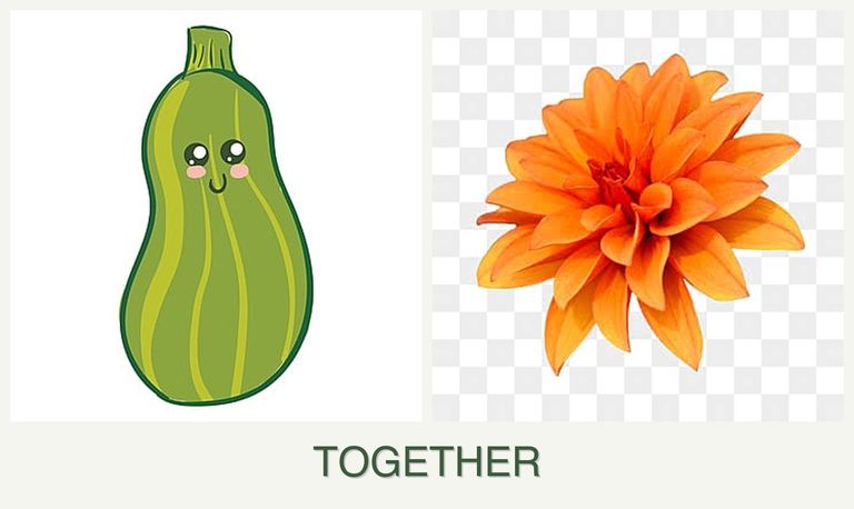 Can you plant zucchini and dahlias together?
