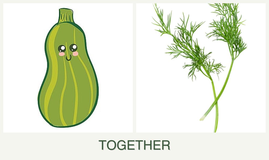 Can you plant zucchini and dill together?