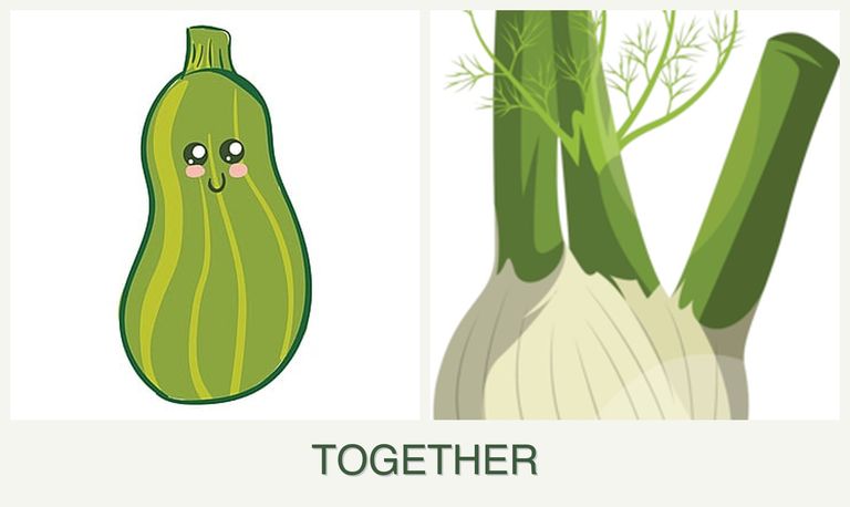 Can you plant zucchini and fennel together?