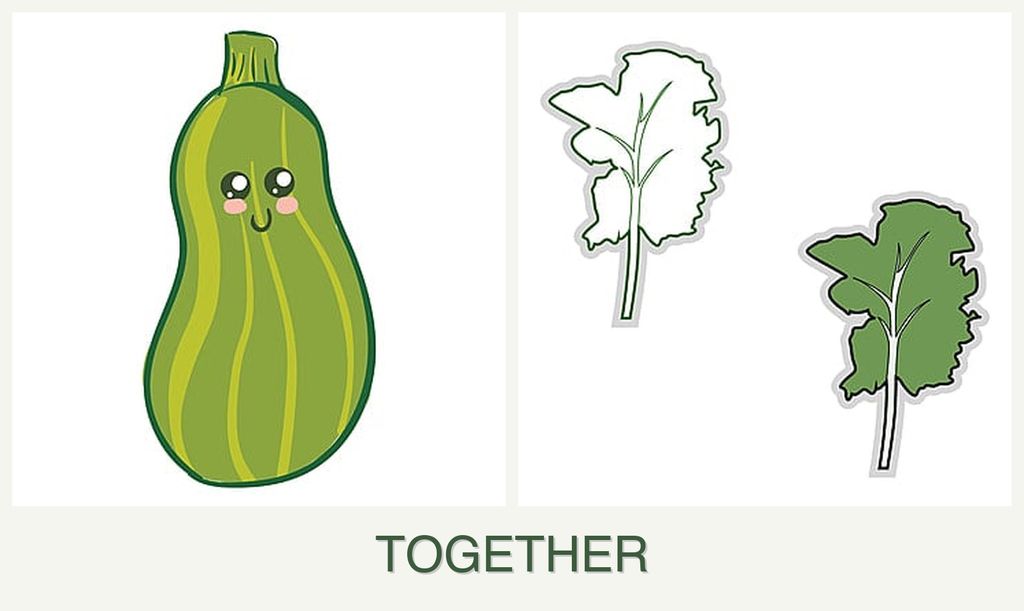 Can you plant zucchini and kale together?