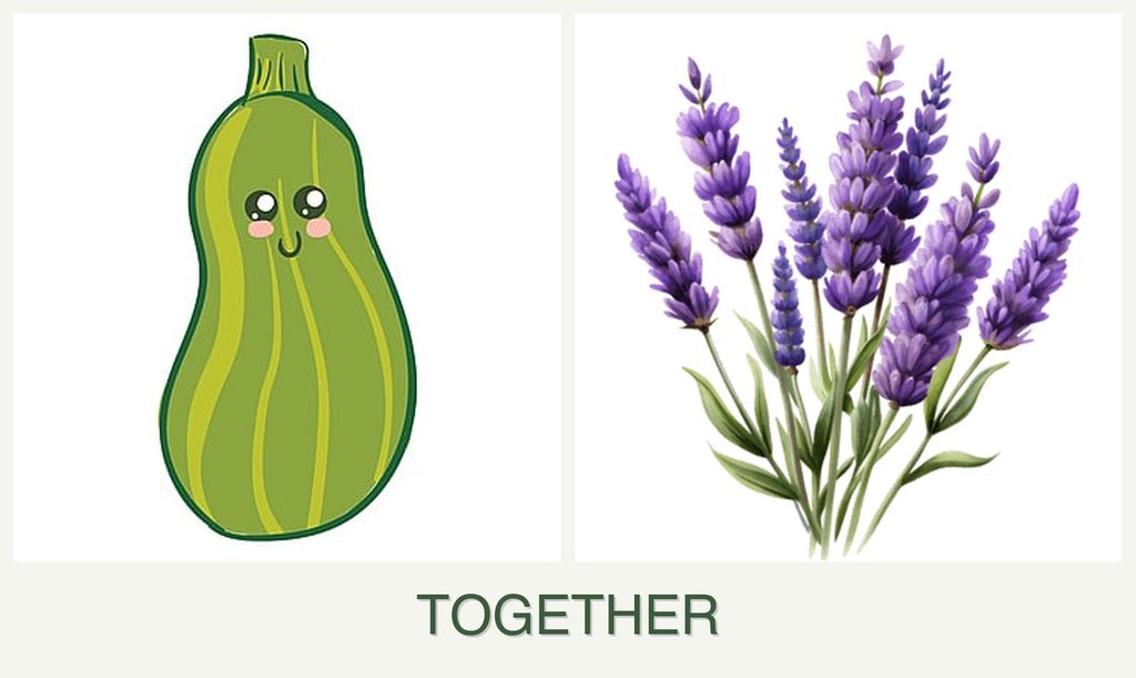 Can you plant zucchini and lavender together?