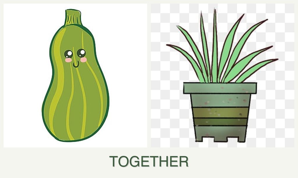 Can you plant zucchini and lemongrass together?