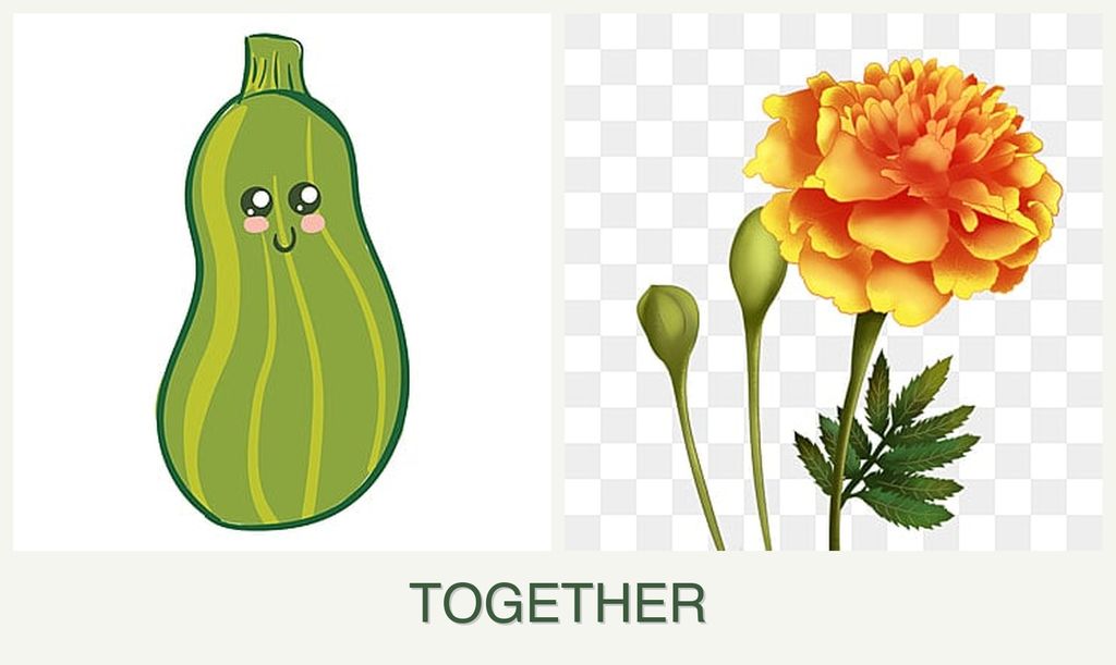 Can you plant zucchini and marigolds together?
