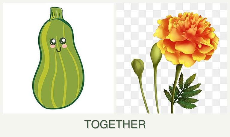 Can you plant zucchini and marigolds together?