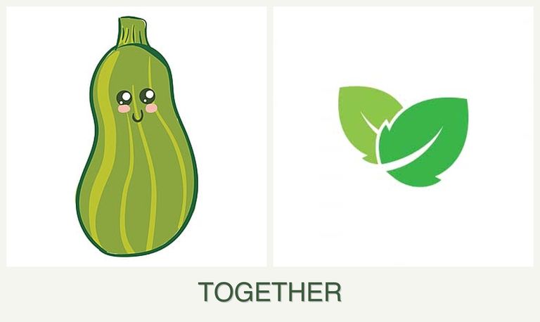 Can you plant zucchini and mint together?