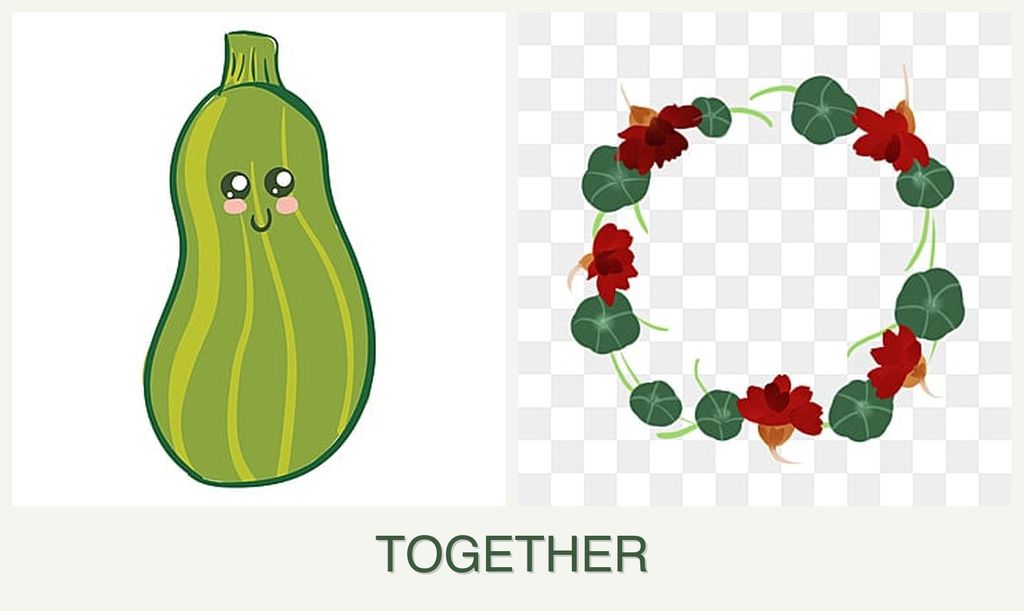 Can you plant zucchini and nasturtiums together?