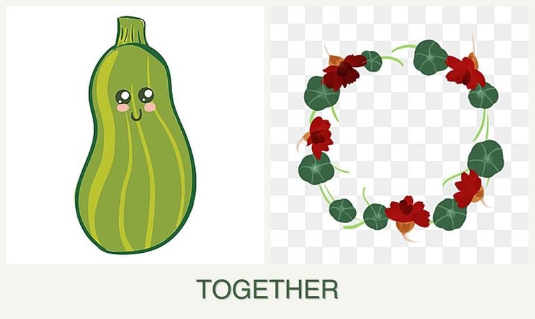 Can you plant zucchini and nasturtiums together?