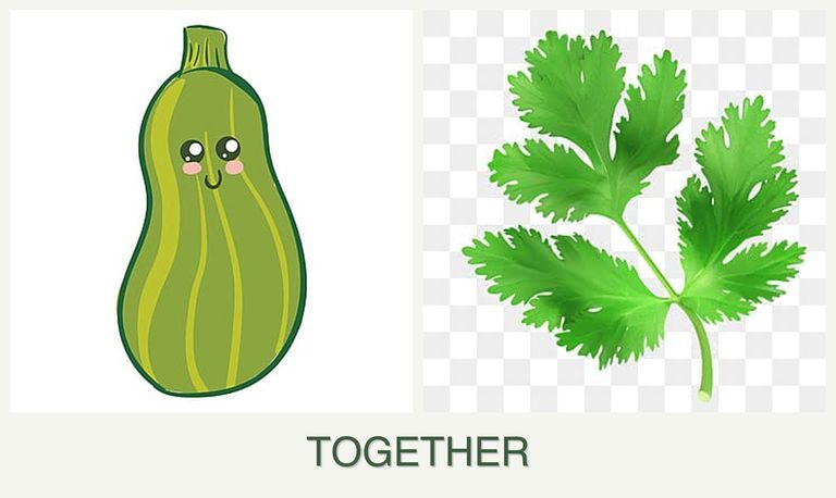 Can you plant zucchini and parsley together?