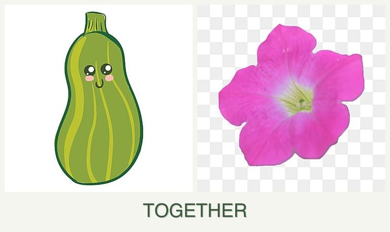 Can you plant zucchini and petunias together?