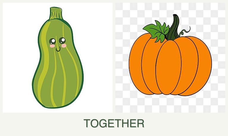 Can you plant zucchini and pumpkin together?
