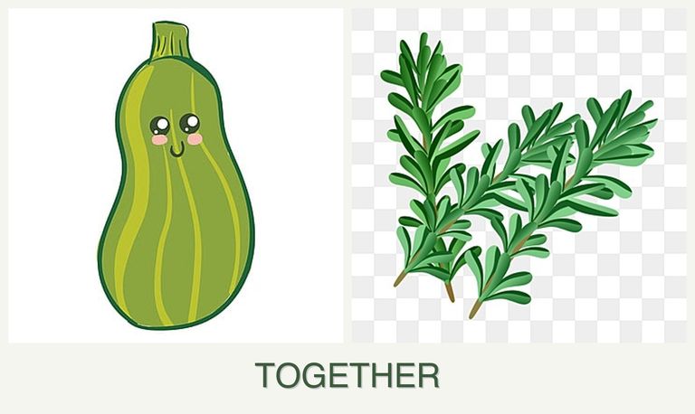 Can you plant zucchini and rosemary together?