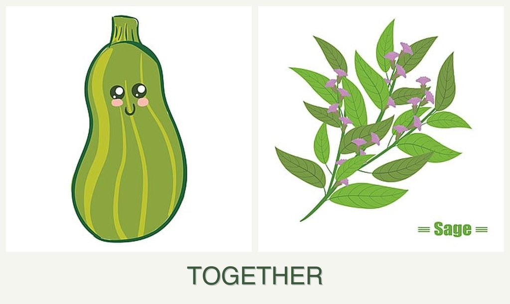 Can you plant zucchini and sage together?