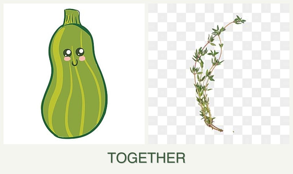 Can you plant zucchini and thyme together?