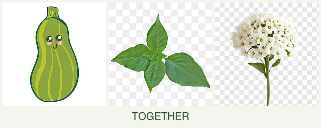 Can you plant zucchini, basil and alyssum together?