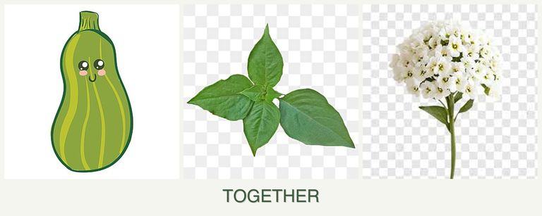 Can you plant zucchini, basil and alyssum together?