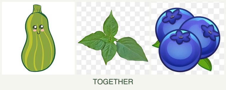 Can you plant zucchini, basil and blueberries together?