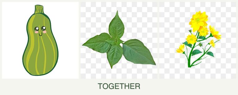 Can you plant zucchini, basil and calendula together?