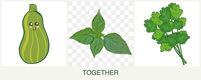 Can you plant zucchini, basil and cilantro together?