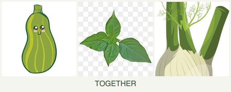 Can you plant zucchini, basil and fennel together?