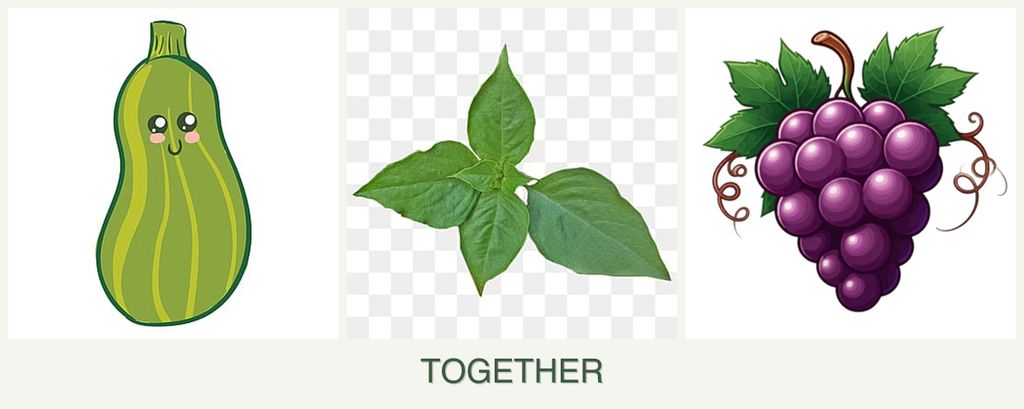 Can you plant zucchini, basil and grapes together?