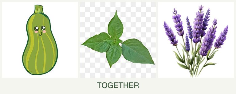 Can you plant zucchini, basil and lavender together?